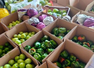 Support Local Farmers: Order Produce from The Sagada Harvests Project