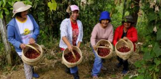 From Mountain Soil To Specialty Cups: The Legacy Flavors Of Benguet Arabica